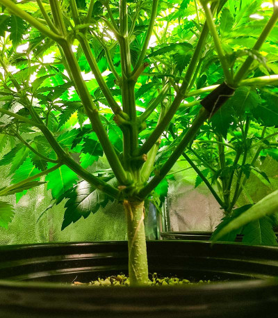 Семена сорта Ice Cream Cake fem (Barney's Farm)