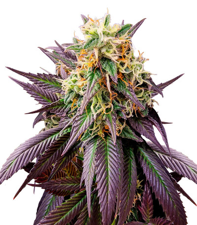 Семена сорта Jealousy fem (Original Sensible Seeds)