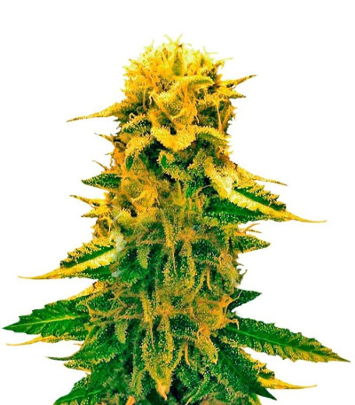 Семена сорта Sugar Black Rose Auto fem (Delicious Seeds)