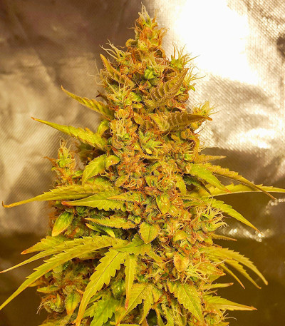 Семена сорта Johnny Cage Auto fem (Семяныч)