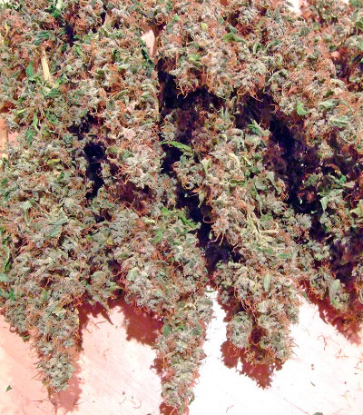 Семена сорта AK 47 reg (Serious Seeds)