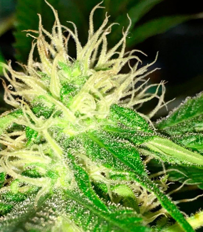 Семена сорта Mango Chutney fem (Dr. Krippling Seeds)