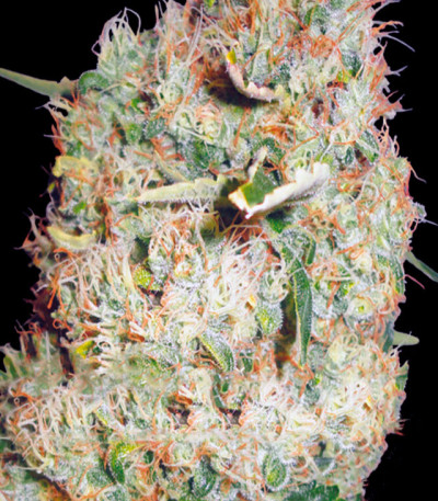 Семена сорта Northern Lights fem (Vision Seeds)