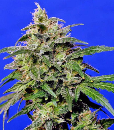 Семена сорта Crystal Candy fem (Sweet Seeds)