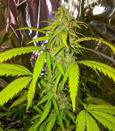 Семена сорта Gelato Auto fem (Семяныч)