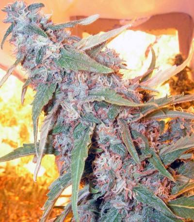 Семена сорта Snow Fruit fem (Sweet Seeds)