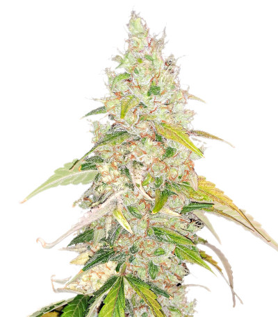 Семена сорта Original Jack Herer Auto fem (FastBuds)