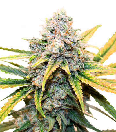 Семена конопли сорта Pink Rozay Auto