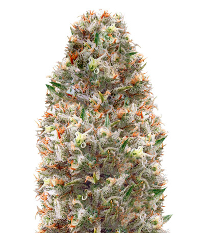 Семена сорта Supreme Lemon fem (Vision Seeds)