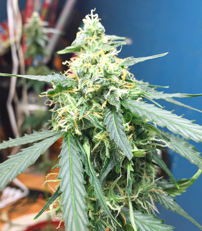 Семена сорта Northern Lights Auto fem (Семяныч)