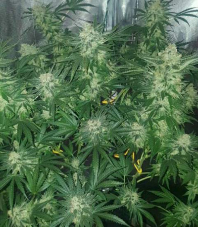 Семена сорта Crystal Queen fem (Vision Seeds)