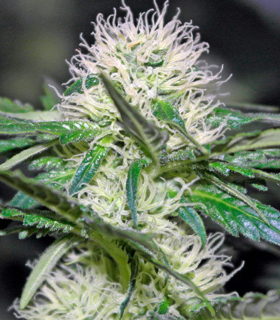 Семена сорта Hashberry reg (Mandala Seeds)
