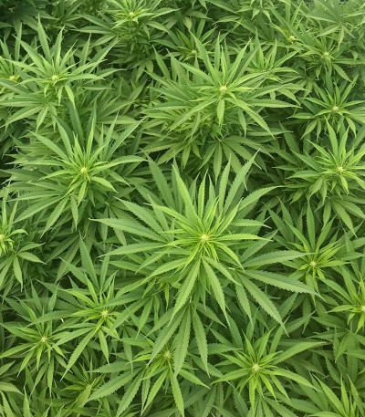 Семена сорта Jekyll Passion fem (Samsara Seeds)