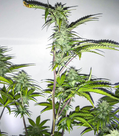 Семена сорта Kali Banner fem (AlphaFem Seeds)