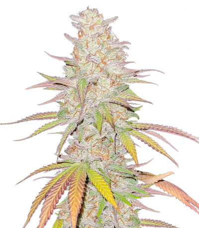 Семена сорта Afghan Kush fem (Семяныч)