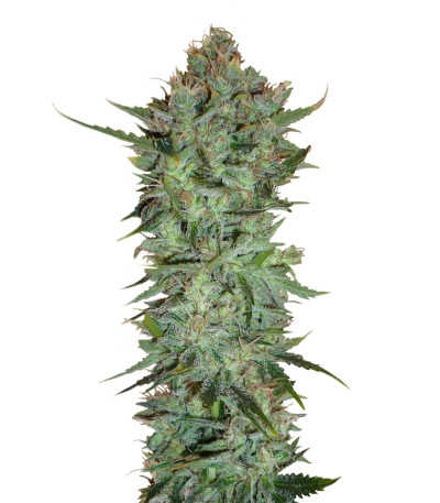 Семена сорта Skunk #1 reg (Sensi Seeds)