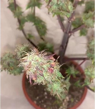 Семена сорта Auto New York City (Pyramid Seeds)