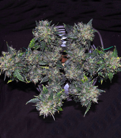 Семена сорта CBD Auto 20:1 fem (FastBuds)