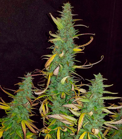 Семена сорта Auto Maria III fem (Семяныч)