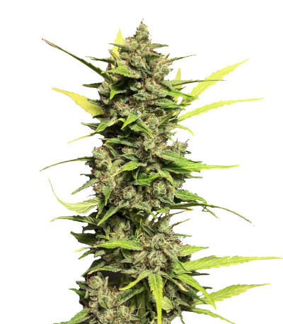 Семена сорта Auto Skywalker Haze fem (Dutch Passion)