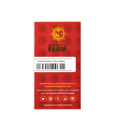 Семена сорта Tangerine Dream Auto fem (Barney's Farm)