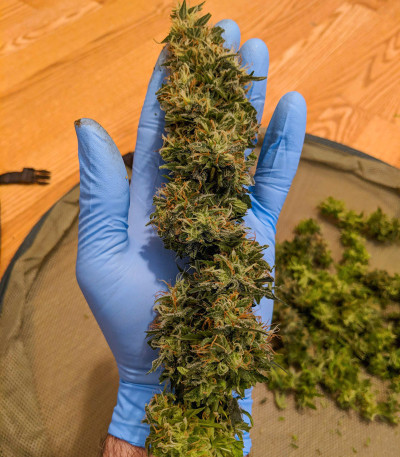 Семена сорта Auto Anesthesia fem (Pyramid Seeds)