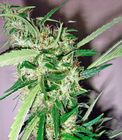 Семена сорта Beyond the Brain reg