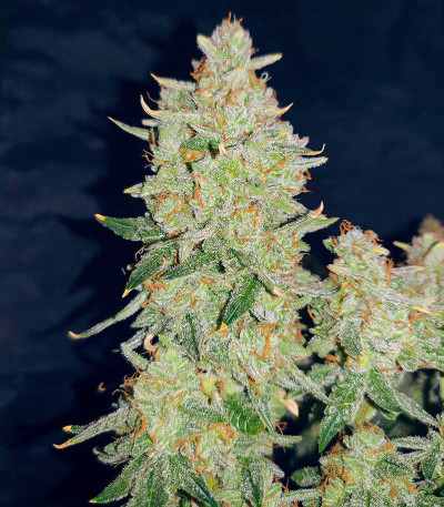 Семена сорта Bruce Banner Auto fem (Семяныч)