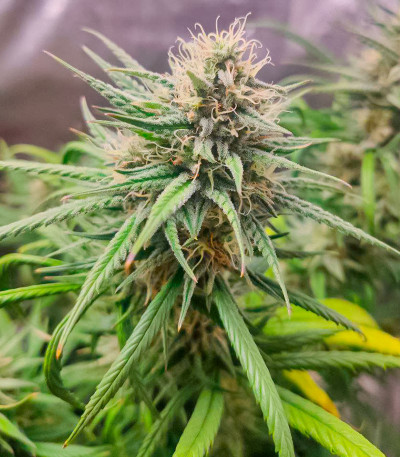 Семена сорта GG-48 fem (Nirvana Seeds)