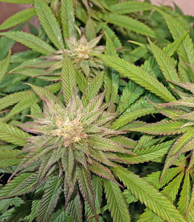 Семена сорта Lemon Garlic OG fem