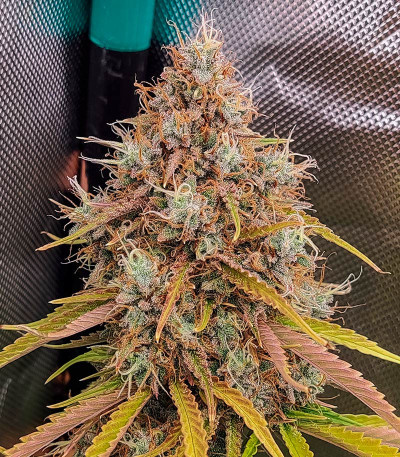 Семена сорта Mandarin Thuggee Auto fem (AlphaFem Seeds)