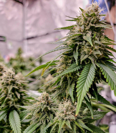 Семена сорта White Widow fem (Dutch Passion)