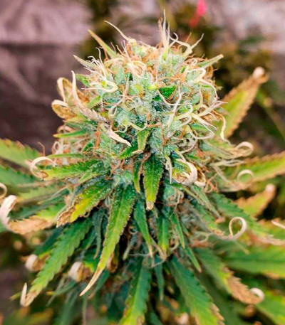 Семена сорта Apple Betty fem (Herbies Seeds)