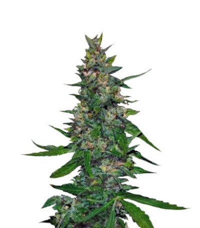Семена сорта Timanfaya Auto fem (VIP seeds)