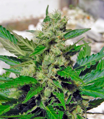 Семена сорта Speed Devil #2 Auto fem (Sweet Seeds)