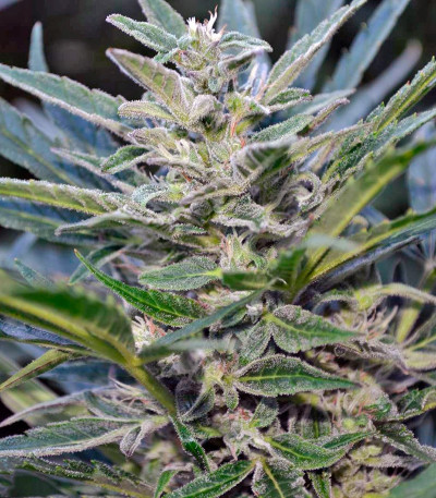 Семена сорта Think Big auto fem