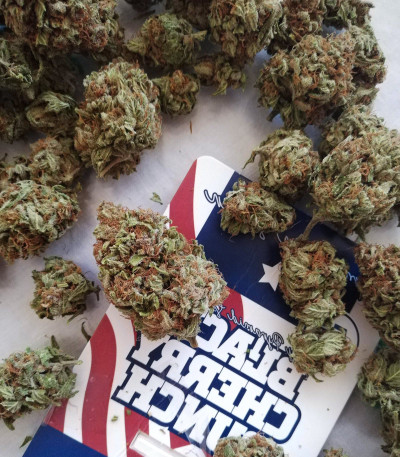 Семена сорта Black Cherry Punch fem (Pyramid Seeds)