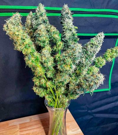 Семена сорта Bruce Banner Fast Version fem (Семяныч)