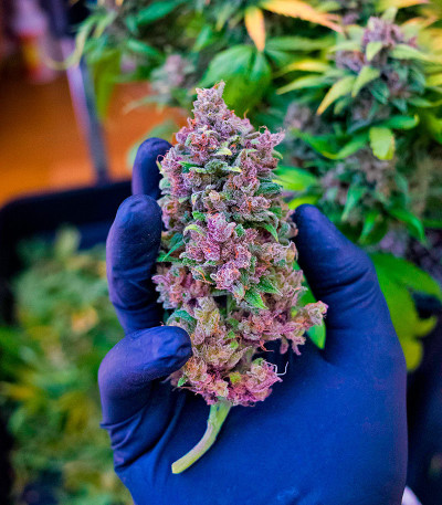 Семена сорта CBD Apple Betty Auto fem (Herbies Seeds)