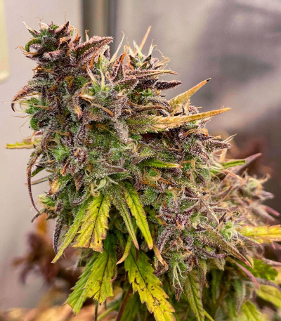 Семена сорта Crime Caramel 2 Auto fem (Семяныч)