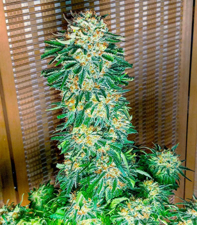 Семена сорта Gushers fem (7CH Seeds & Advanced Seeds)