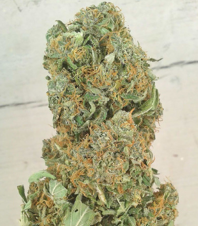 Семена сорта Auto Ak (Auto Ak 47) fem (Семяныч)