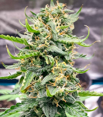 Семена сорта Jealousy fem (7CH American)