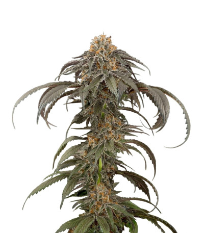 Семена сорта Purple Afghan Kush fem (Dinafem Seeds)