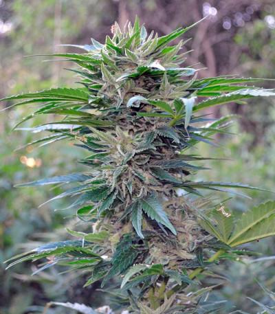 Семена сорта Think Big auto fem