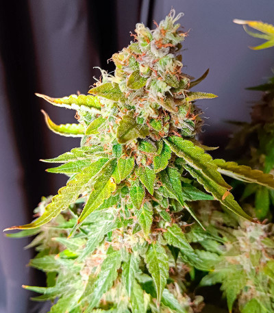 Семена конопли сорта Zoap от 7CH American