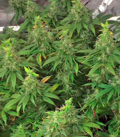 Семена сорта 00 Kush fem (00 Seeds)