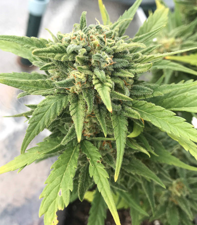 Семена сорта Auto Night Queen fem (Dutch Passion)