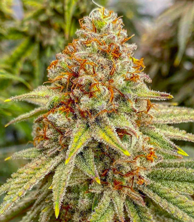 Семена сорта ETHOS Apex F1 reg (Ethos Genetics)