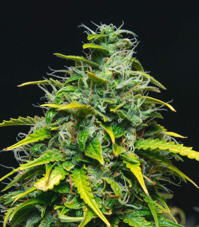 Семена сорта Lemon AK Auto fem (FastBuds)